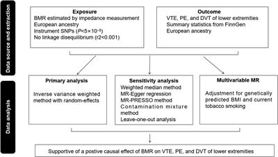 Genetically predicted basal metabolic rate and venous thromboembolism risk: a Mendelian randomization study